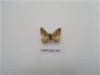 藏品(尺蛾200)的圖片